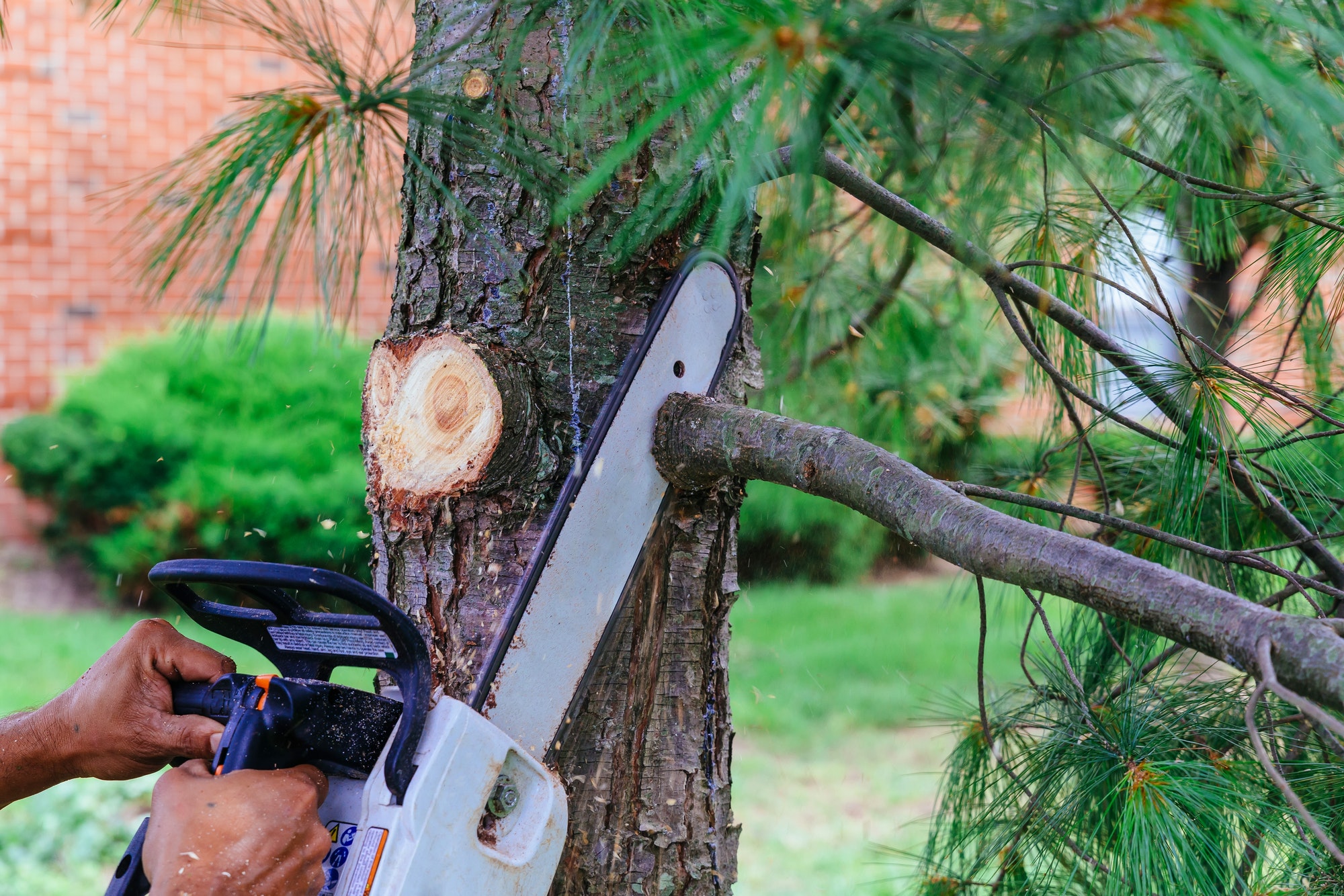 Professional is cutting trees using a chainsaw Cutting trees with saw