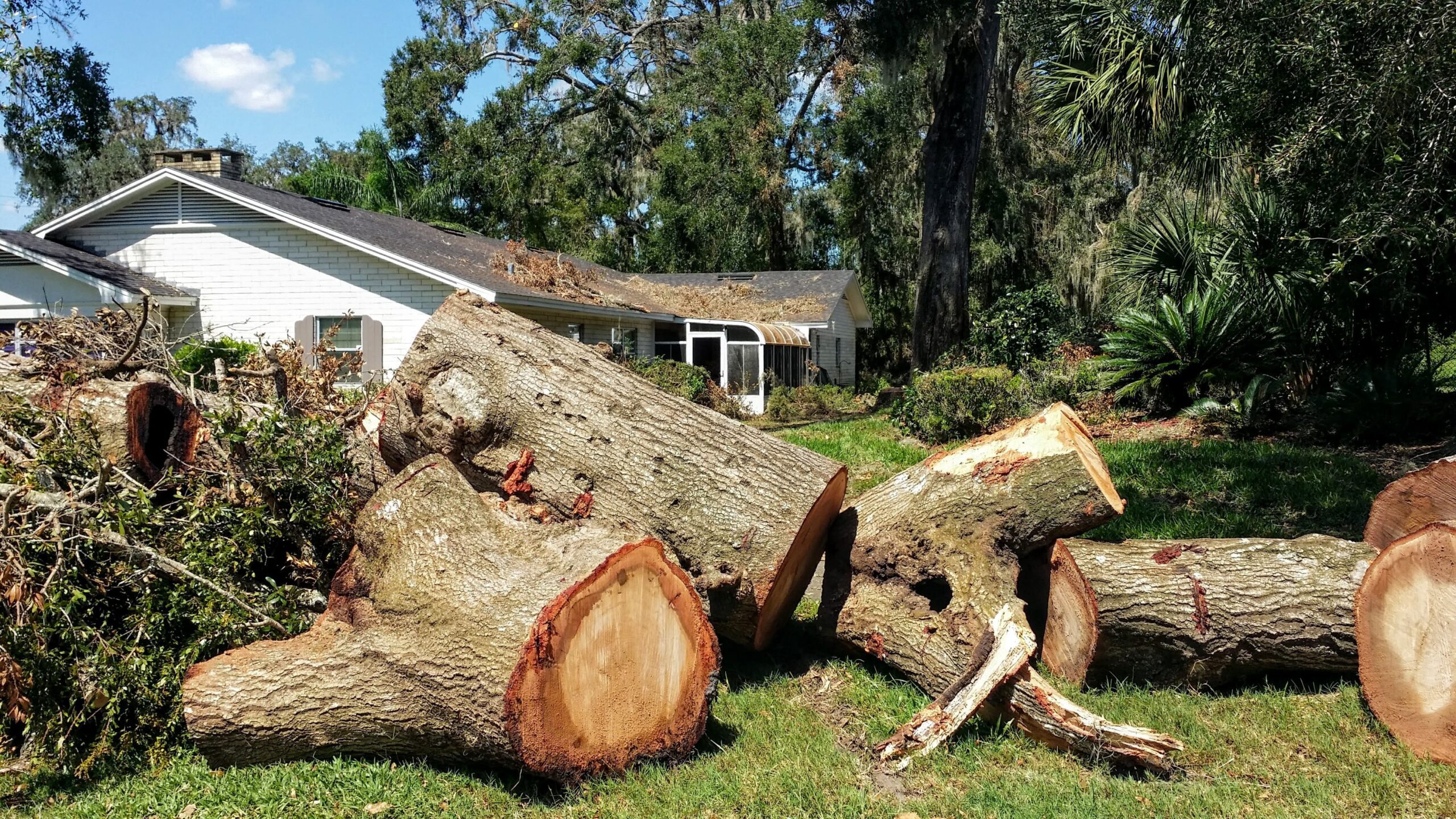 Best Tree Removal Service In Buffalo Ny