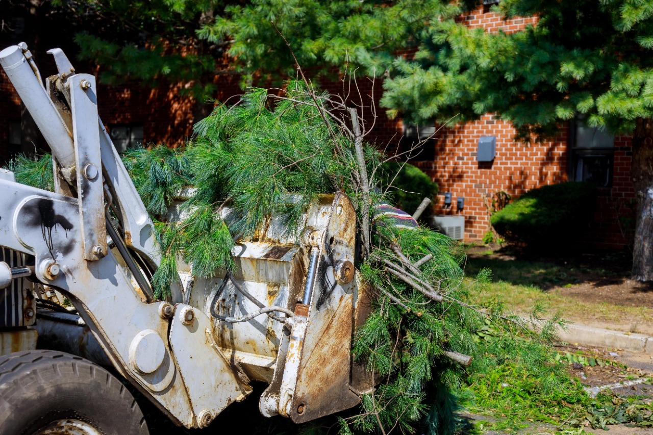 Tree removal service