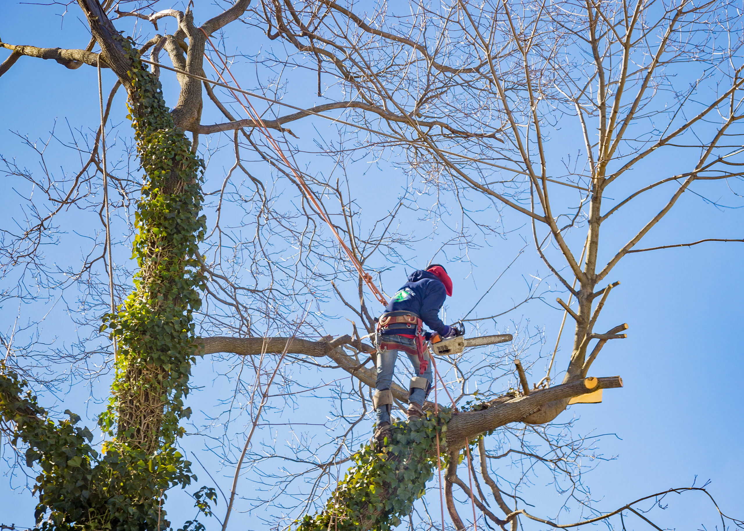 Tree Removal Service