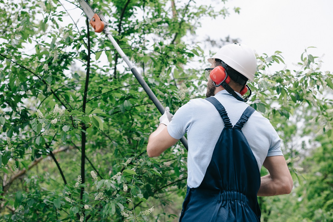 Tree Trimming Service