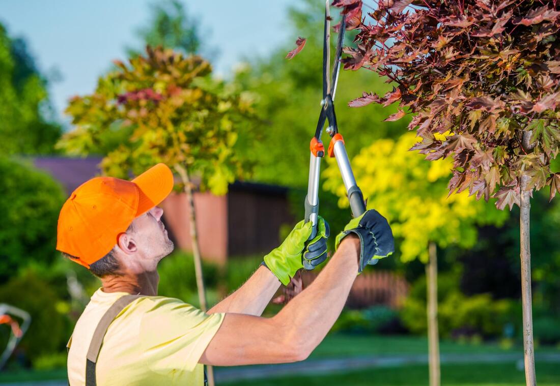 tree-trimming