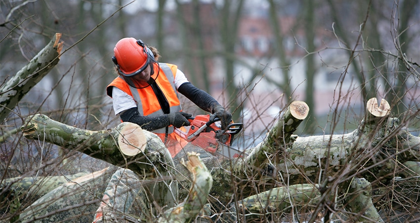 tree removal services Buffalo NY