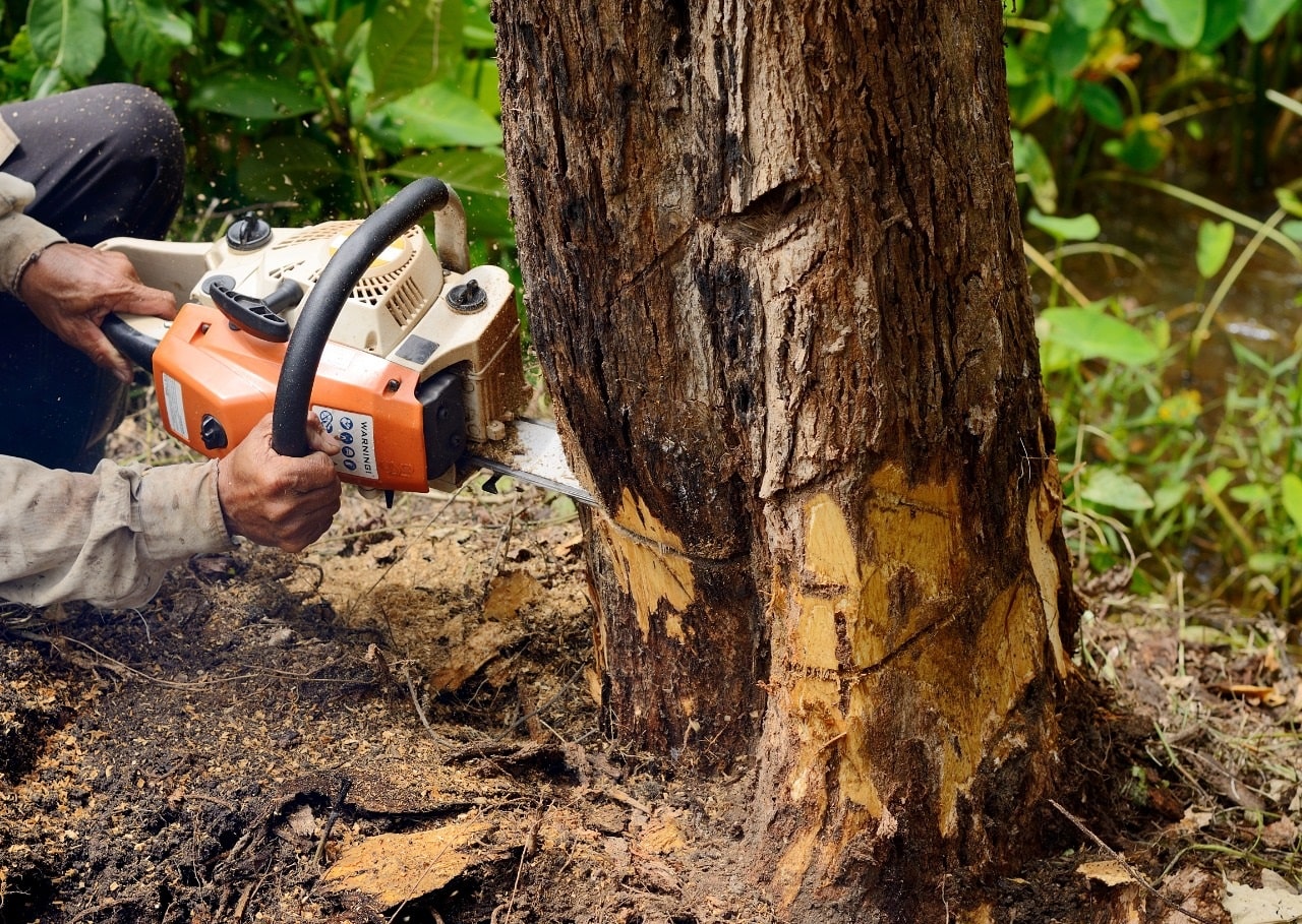 tree removal in Buffalo NY