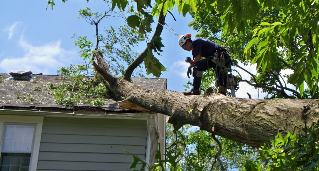 Tree Removal Service