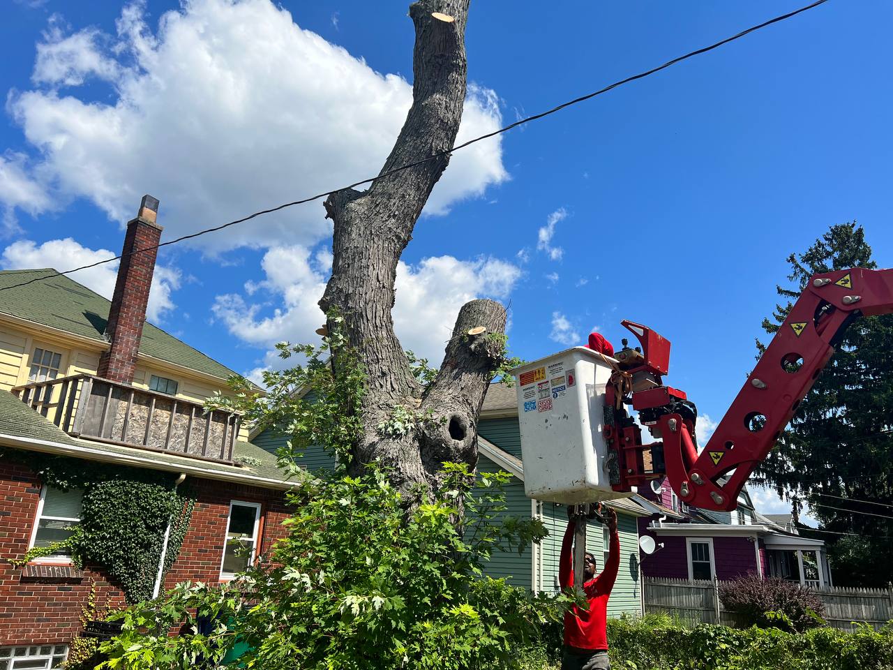 5 Signs It's Time to Call a Tree Service in Buffalo, NY