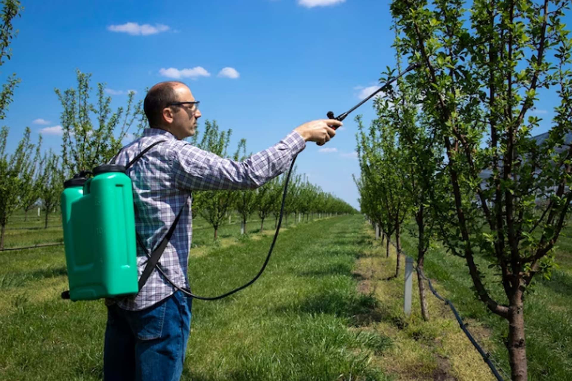 Tree Care Services in Rochester