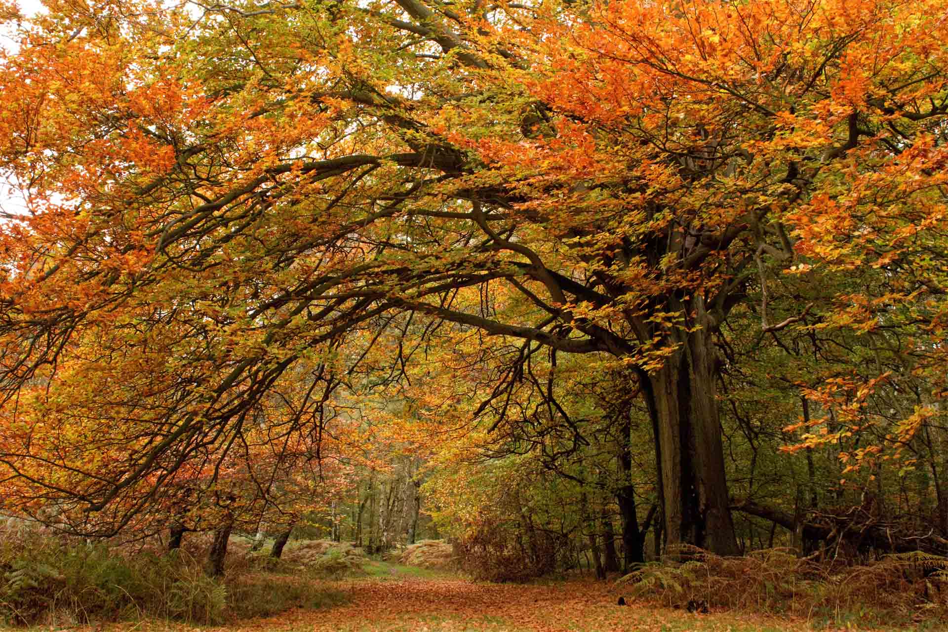 emergency tree care