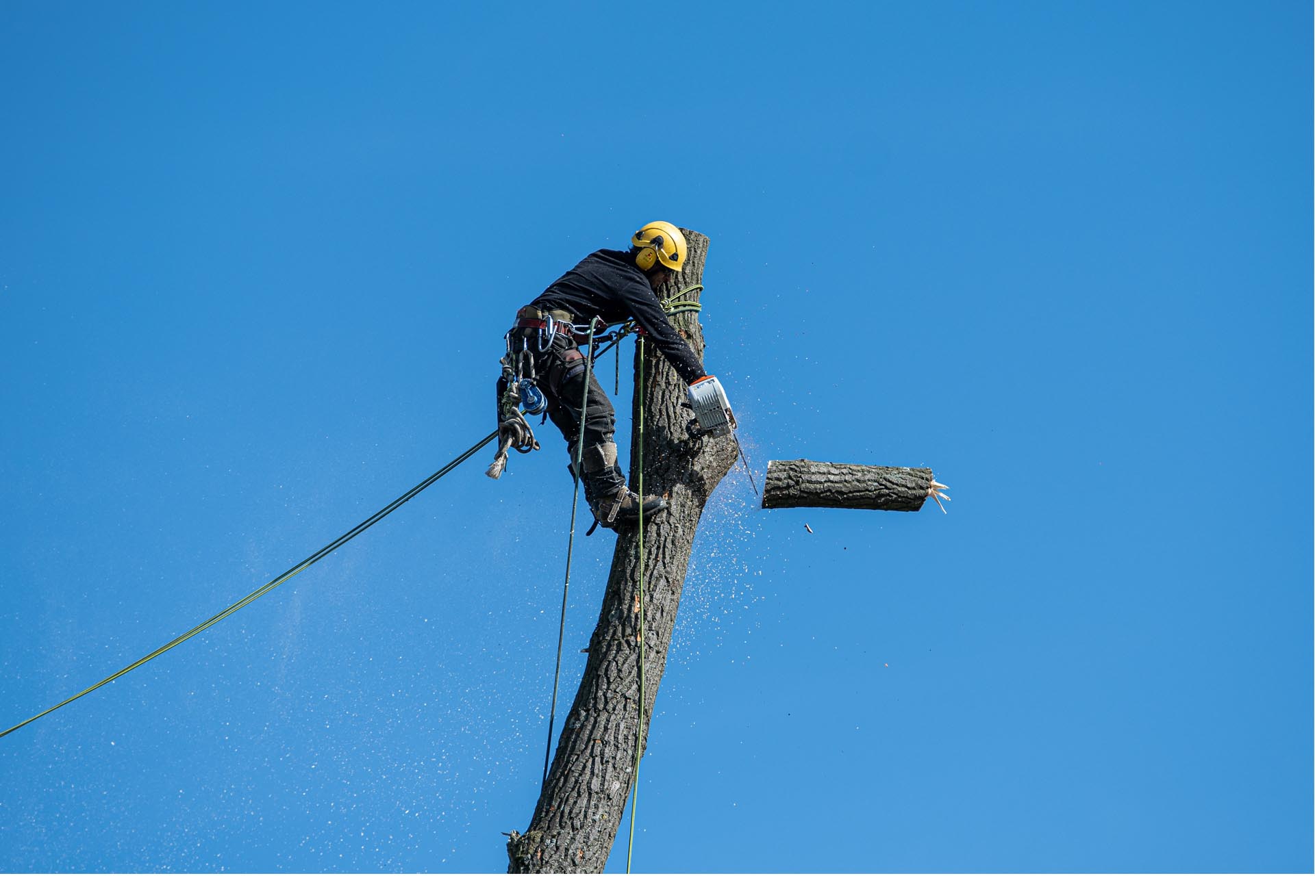 Tree Service