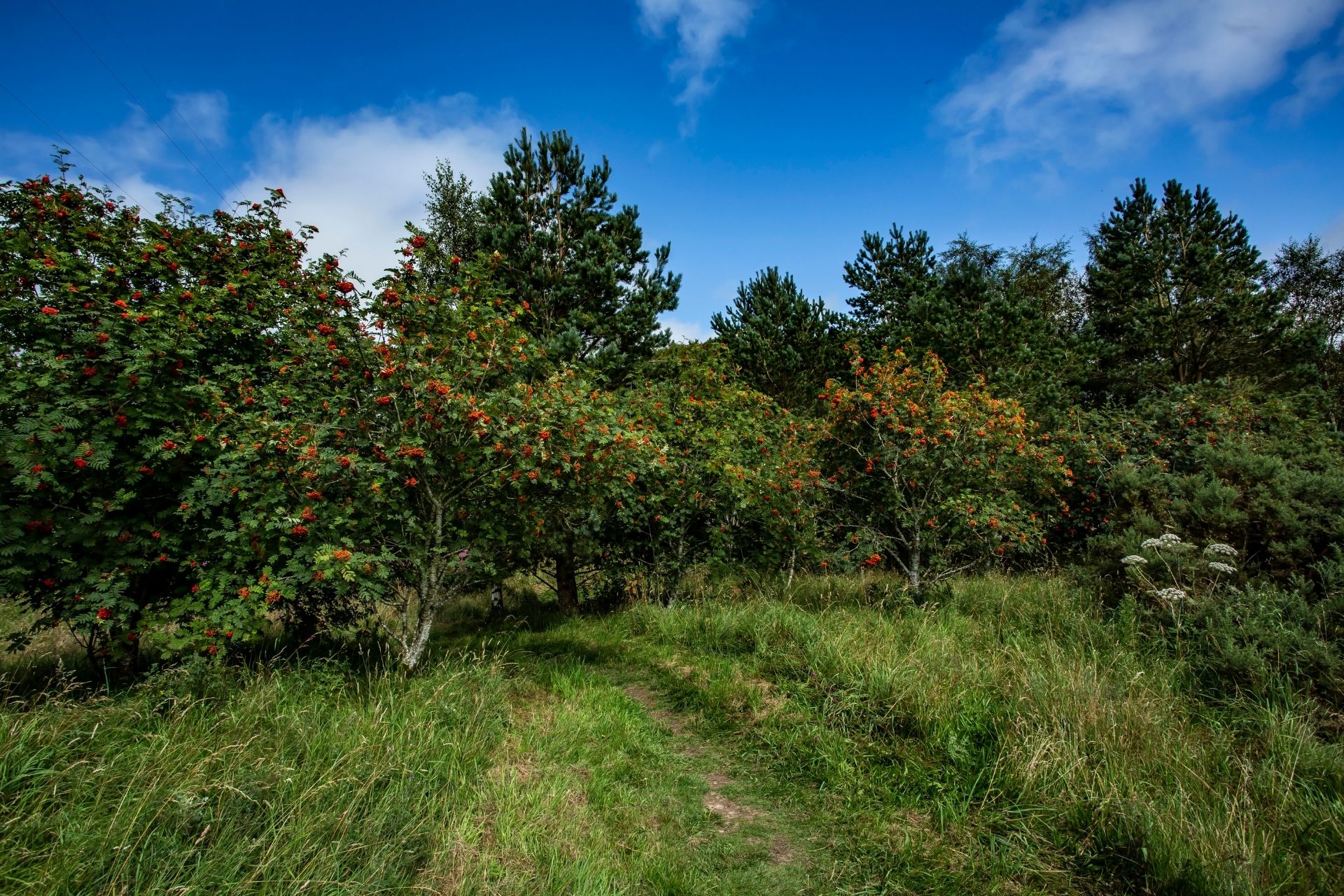 Unveiling the Wonders of Service Berries: Nature's Little Treasures