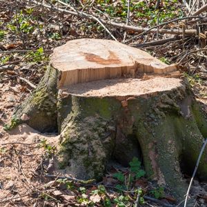 The Complete Guide to Tree Stump Removal