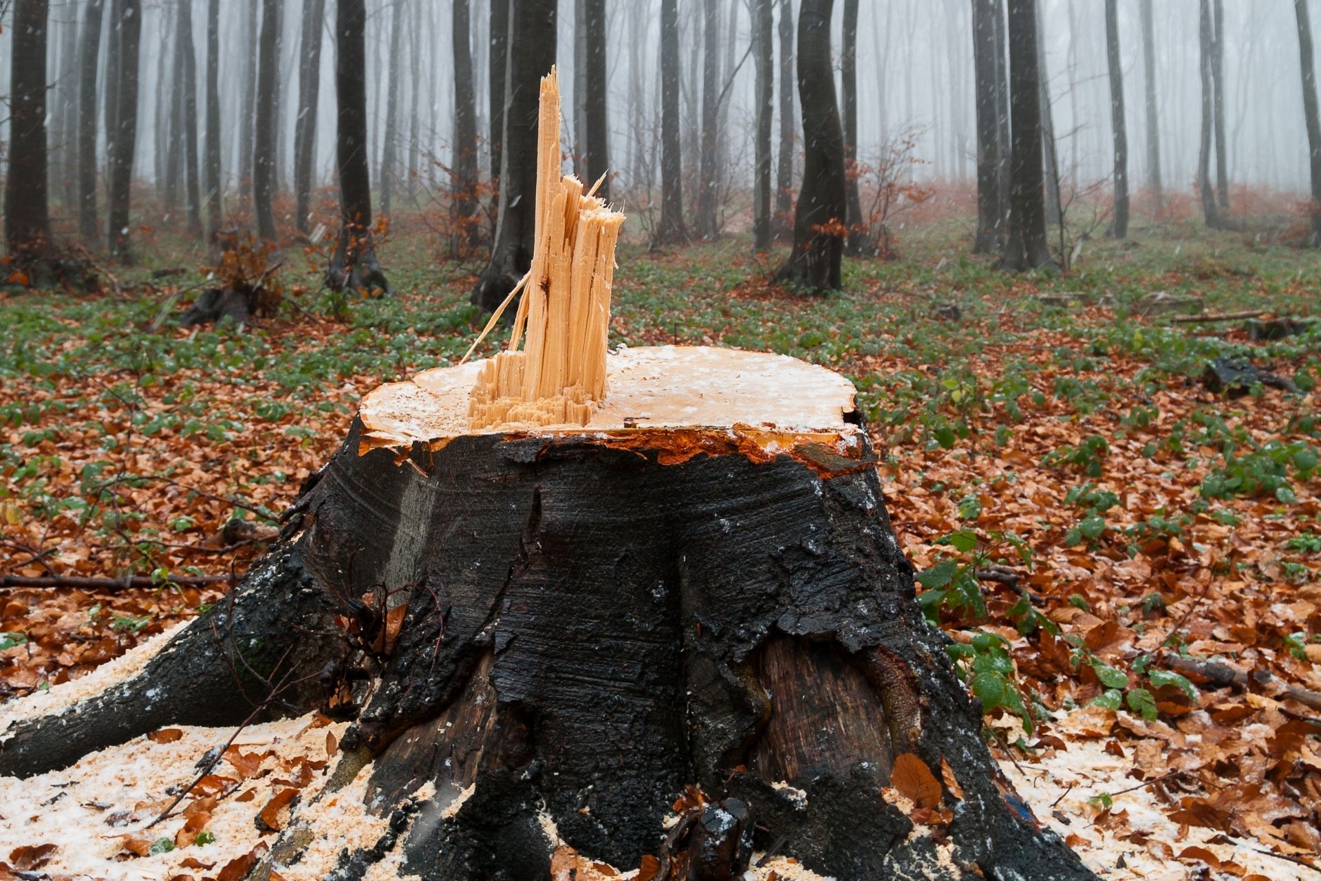 The Ultimate Guide to Stump Removal: Say Goodbye to Unsightly Tree Stumps