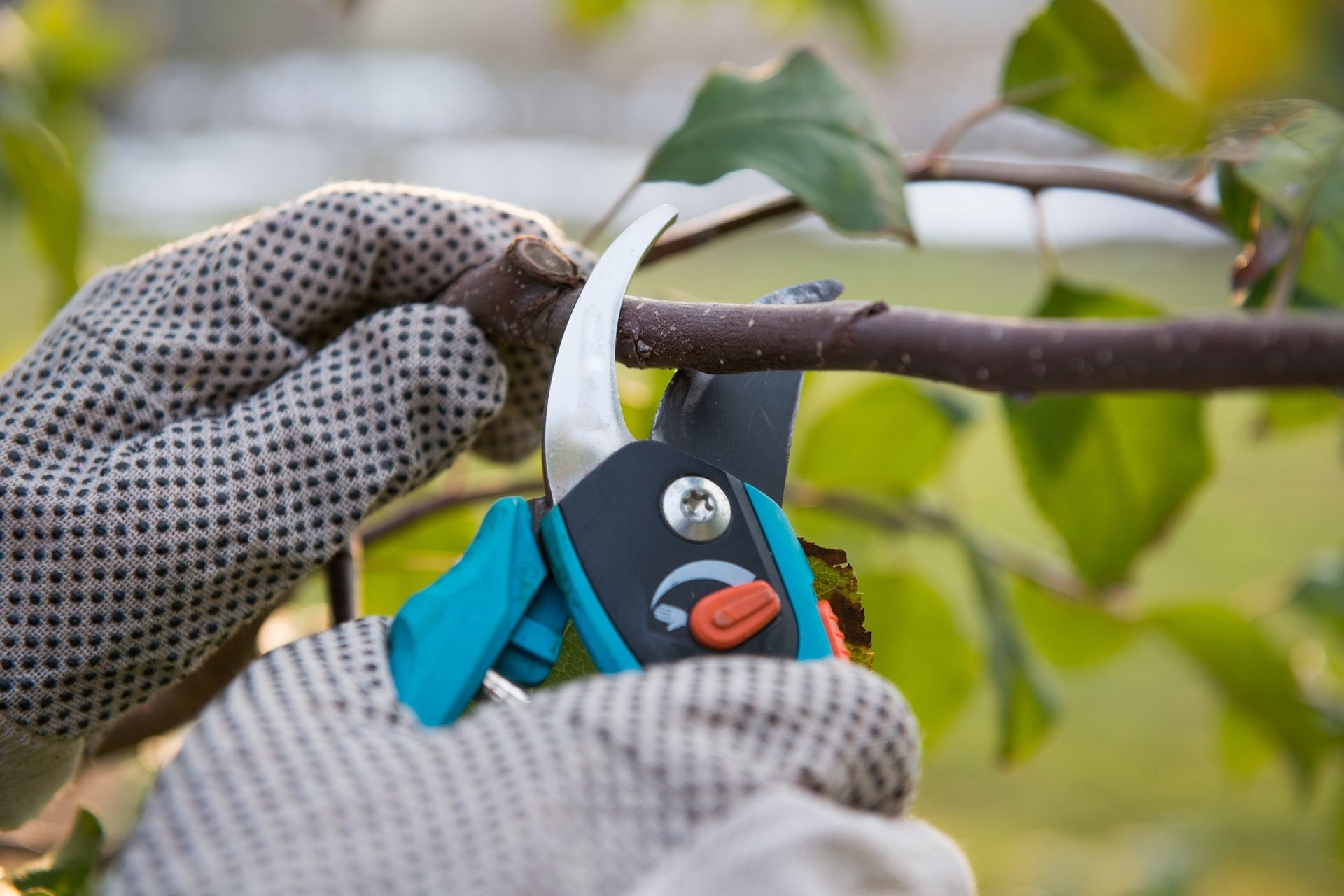 Tree Pruning