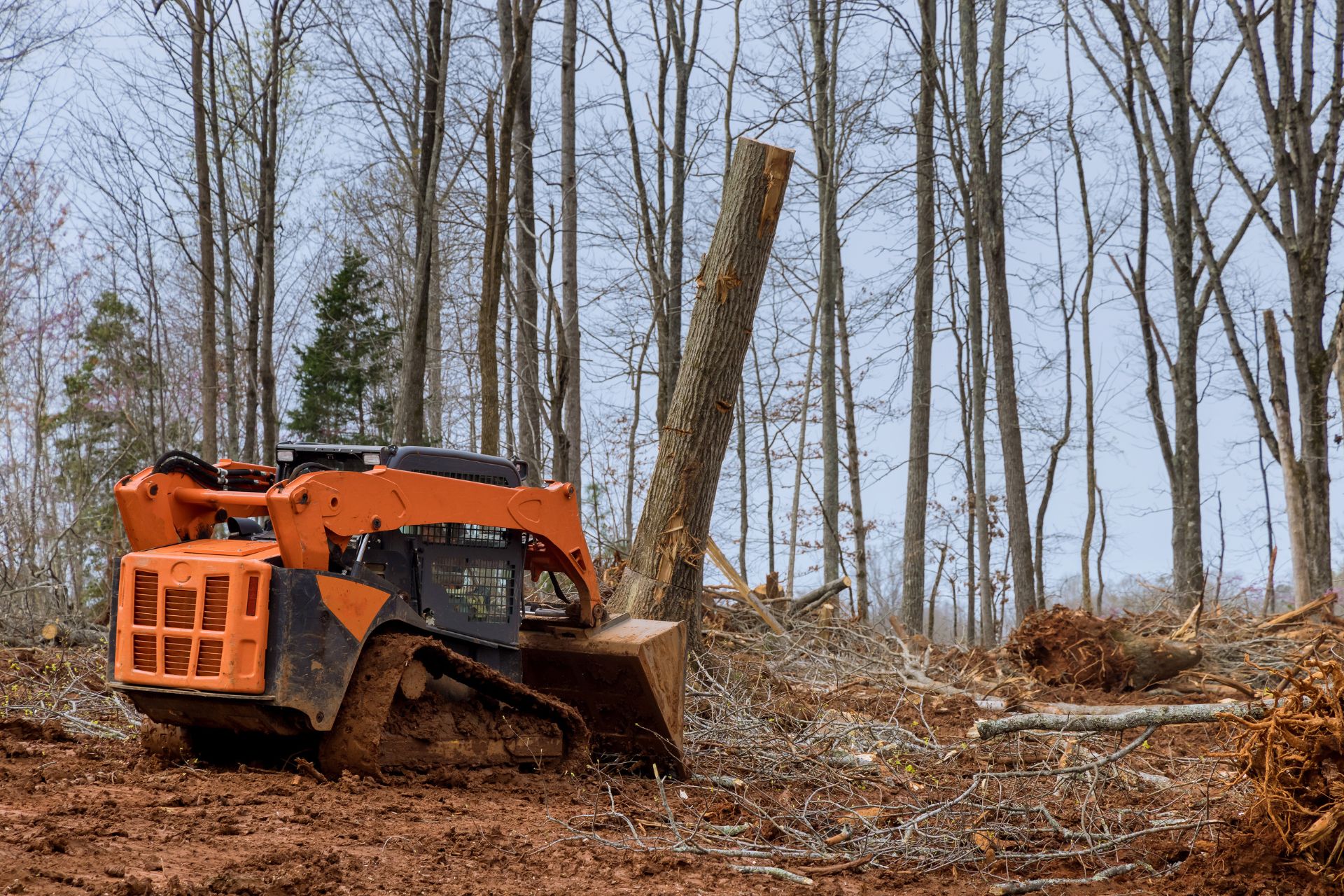 Stump Grinding