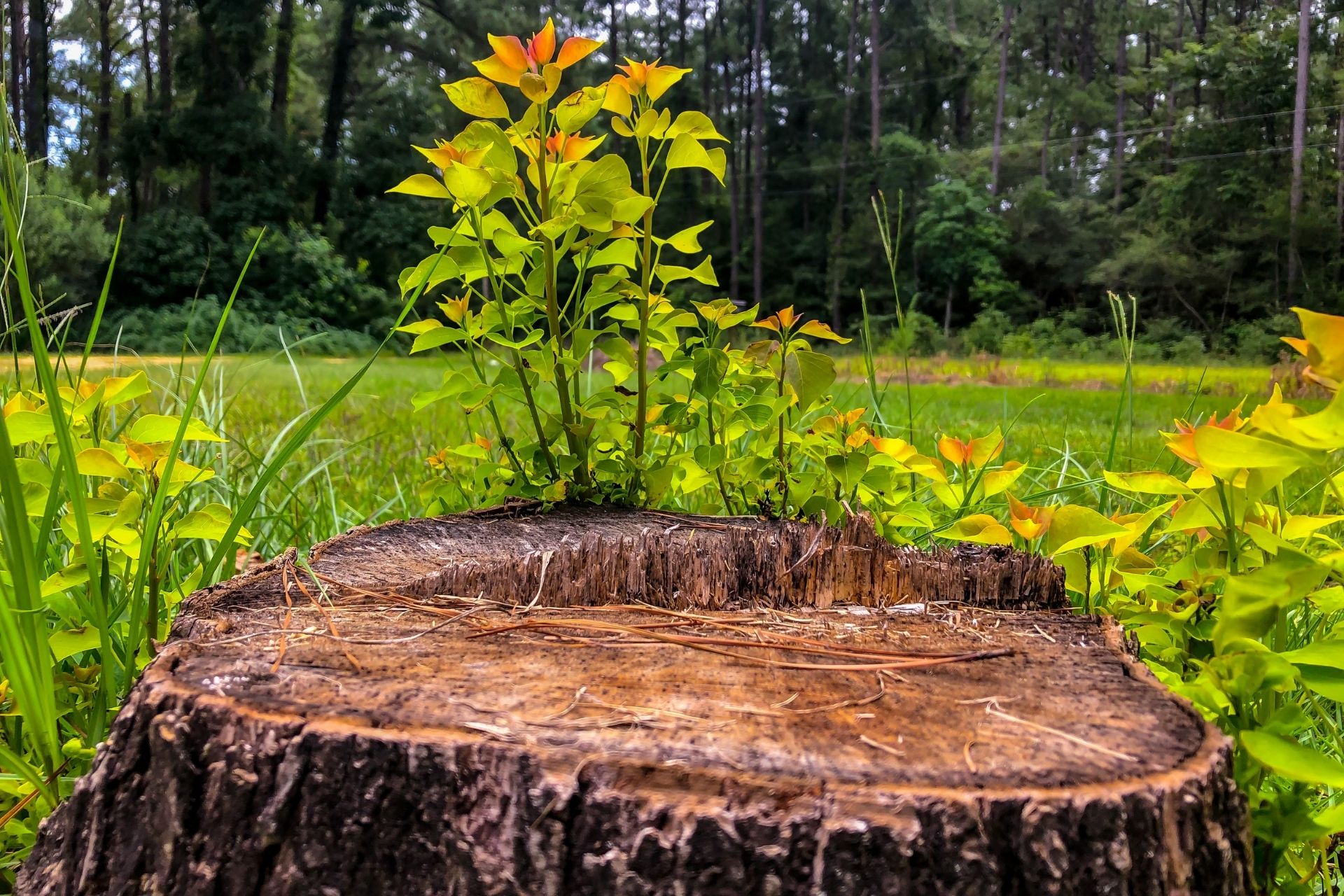 _tree-stump-removal