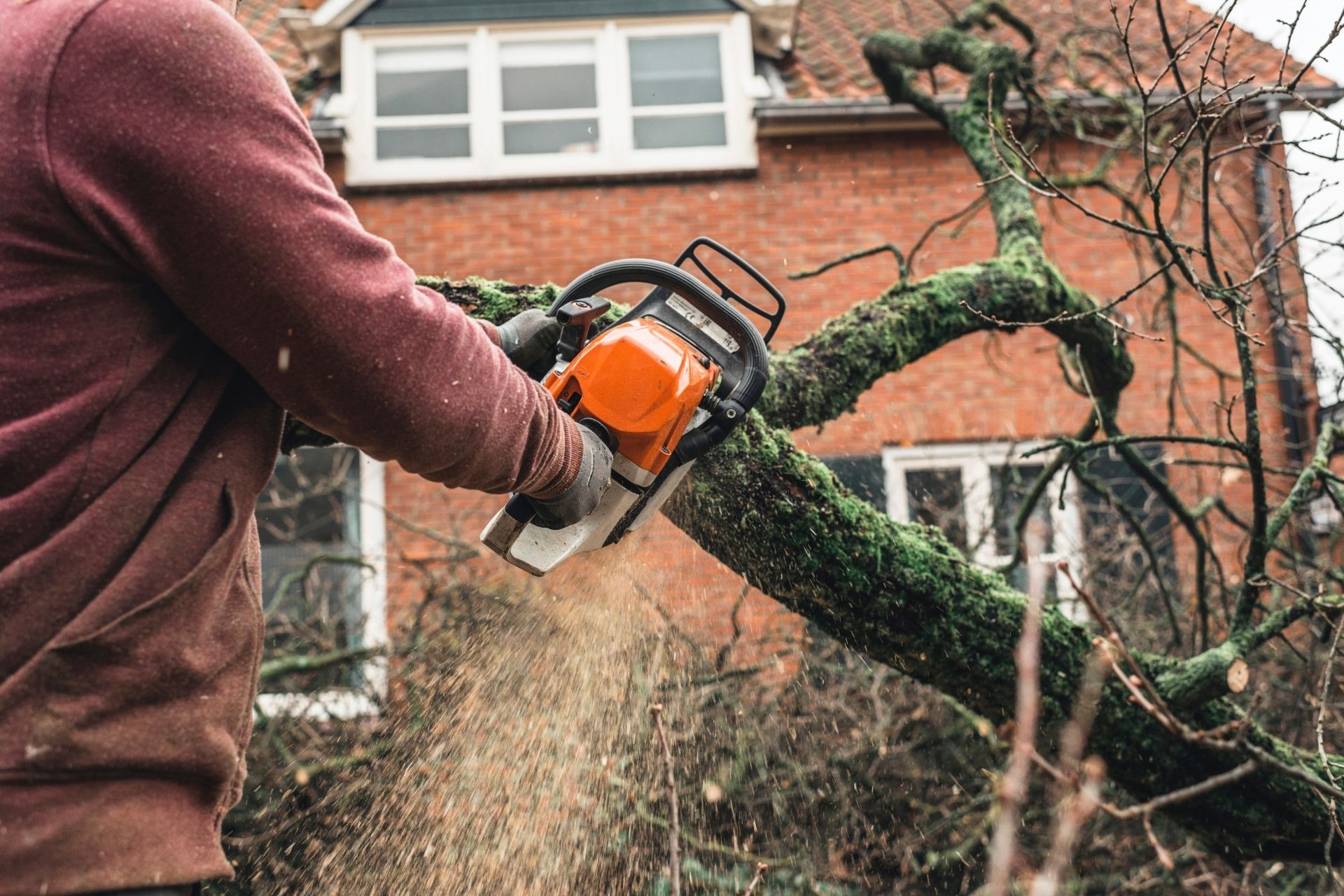 _tree-trimming