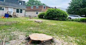 Stump Grinding & Root Removal New York