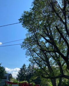 tree removal in Harris Hill, NY