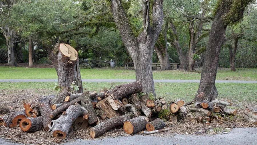 tree roots