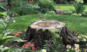 Tree Stump Grinding Service in NY