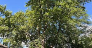 tree trimming services West Seneca