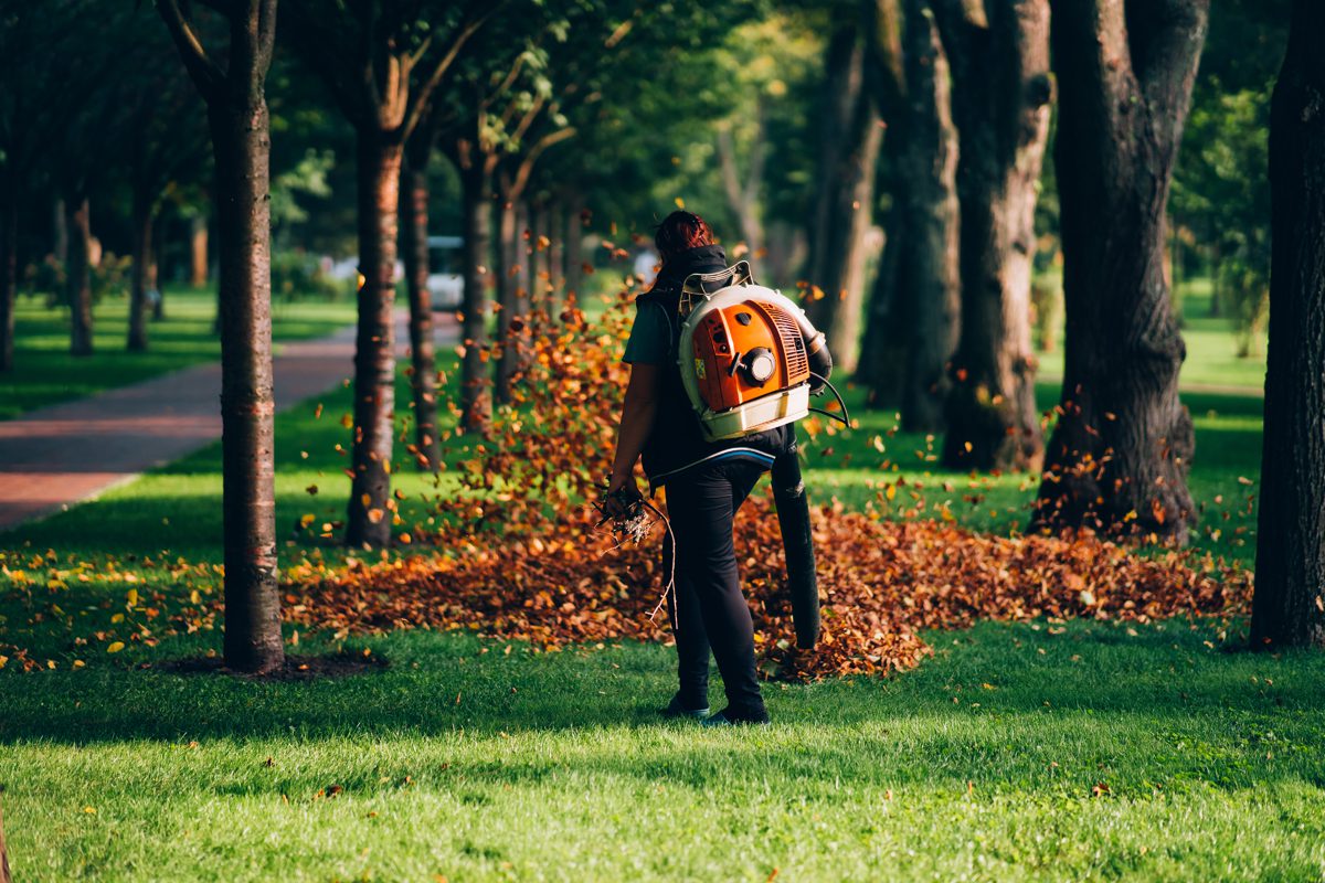 Tree Care Service in New York